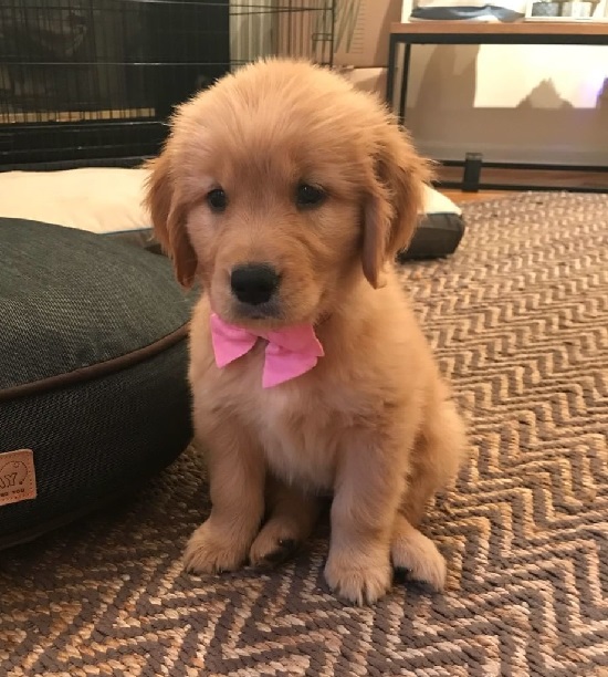 Abby Golden Retriever Puppy - Golden Retrieval Paradise