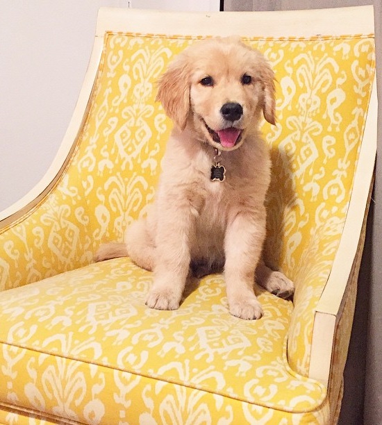 Jack - Golden Retriever Puppy-Golden Retriever Paradise