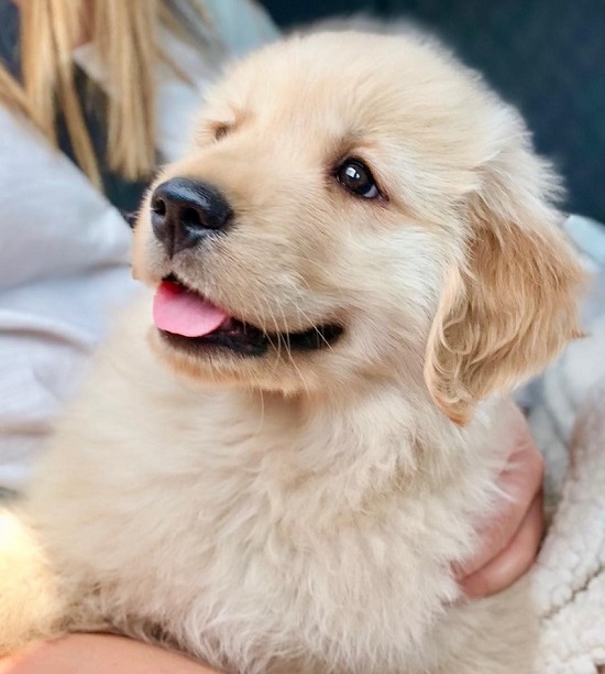 Lamb2 Golden Retriver - Golden Retriever Paragise