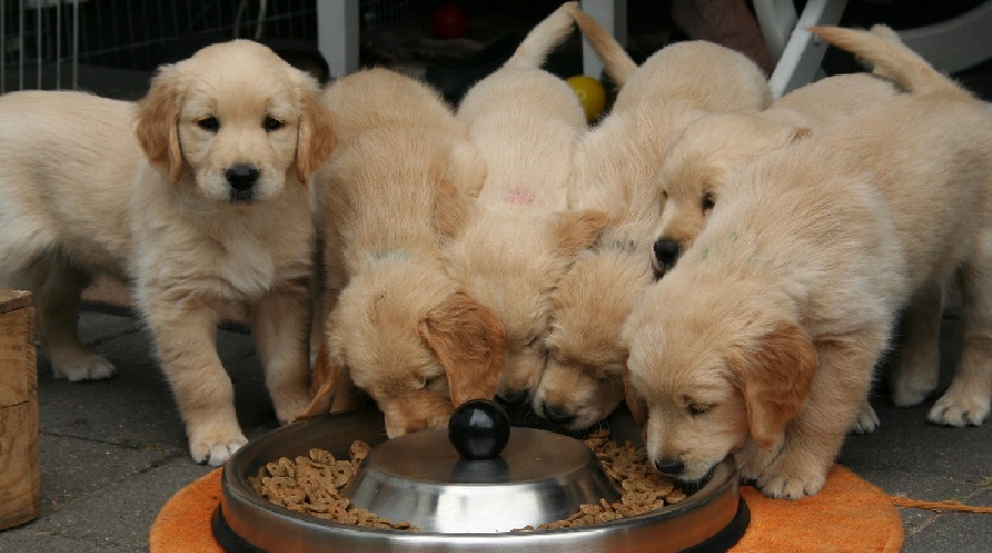 golden-retriever-puppy-feeding