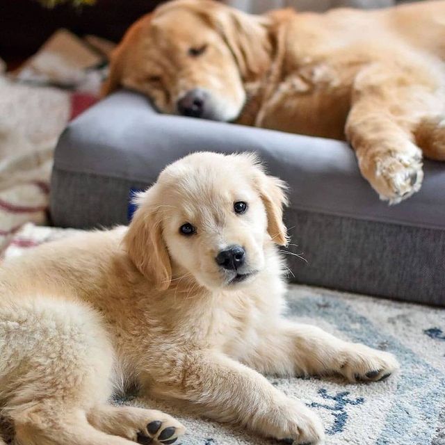 golden_the_retrievers_Golden-Retriever Paradise
