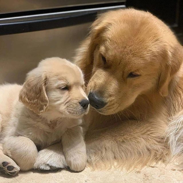 golden_the_retrievers_Paradise